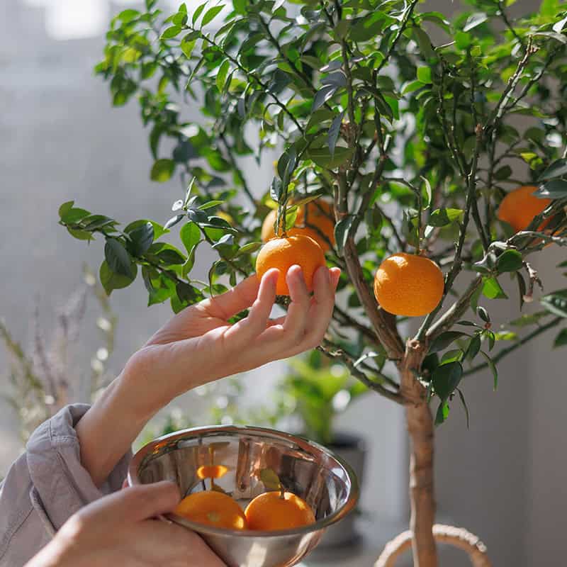 my6 great tasting orange tangerine flavor