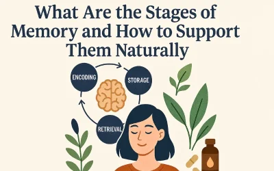 What Are the Stages of Memory and How to Support Them Naturally